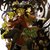 Fullmetal.alchemist.brotherhood.full.624615