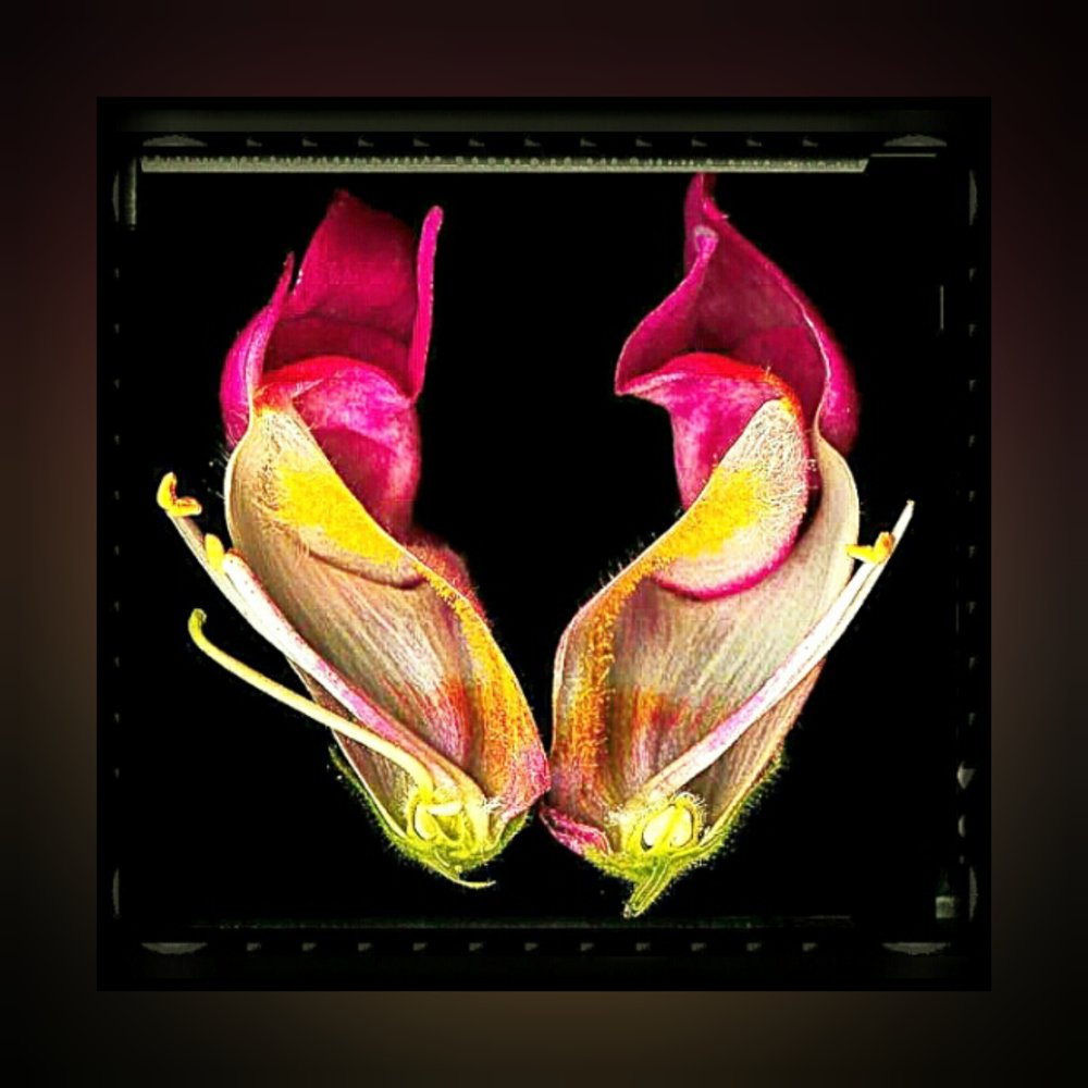 Inshot 20161208 222227