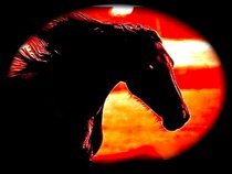 Possessed Black Stallion