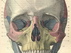 Image for POWER SKELETON