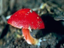 Image for Fungus