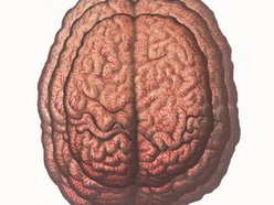 Image for Pilot the Mind