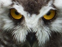 Acoustic Music From Earth