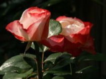 UseRoseS