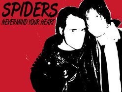 Image for Spiders