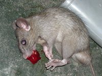 1423065279 dead rat blood