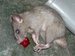 1423065279 dead rat blood