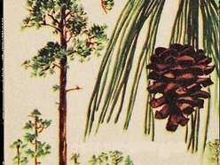 Image for The Georgia Pines