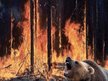 Fire Breathing Bear