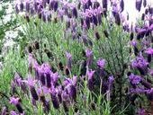 Steve Kretzmer - Oil Of Lavender