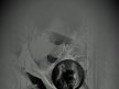 Harri Korjus