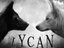 LYCAN (Artist)