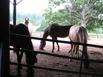 Ponies For Sal