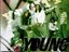 Young Team (Artist)