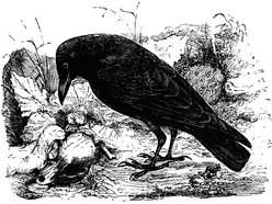 Image for Crooked Rooks