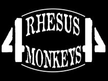 4 rHeSuS mOnKeYs