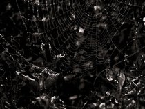 Dispersed Ashes