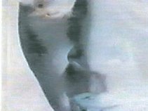 Sharon Harris