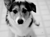 Loser Dog