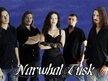 Narwhal Tusk