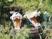 Romulus Remus