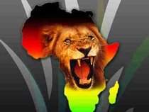 African Lion.
