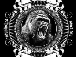 Image for Gorilla Monsoon