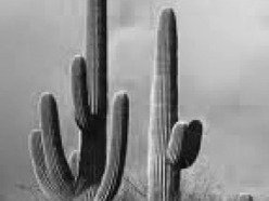 Image for El Guano