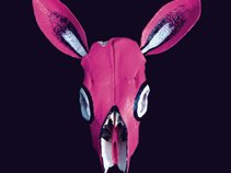 Donkey Hot Pink