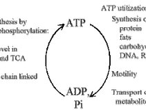 ATP Recyclists