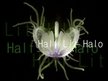HALF LIT HALO