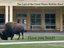The Last of the Great Plains Buffalo Band