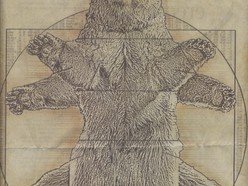 Anatomy of a Bear