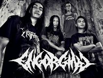 ENGORGING