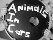 Animals in Cars