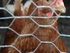 Image for Chikkin Wire
