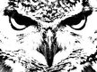 The Infamous Whyte Owl
