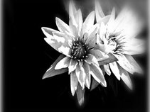 Flowers For Frankenstein