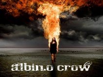 Albino Crow