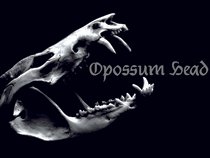 Opossum Head