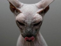 LoveCat