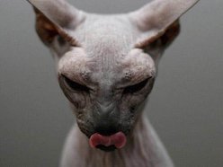 LoveCat