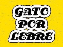 Gato Por Lebre