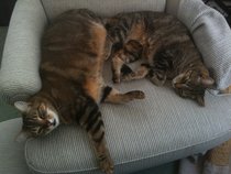 Garbage Eating Road Cats