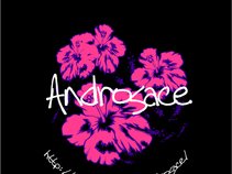 Androsace