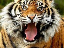 The Sound of the Tiger