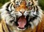 The Sound of the Tiger