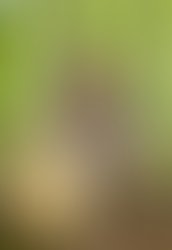 1369770320 suzioravecmcphersoncrop