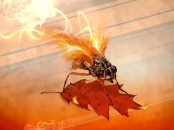 Image for Fly By Fire