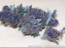 back2dabasic